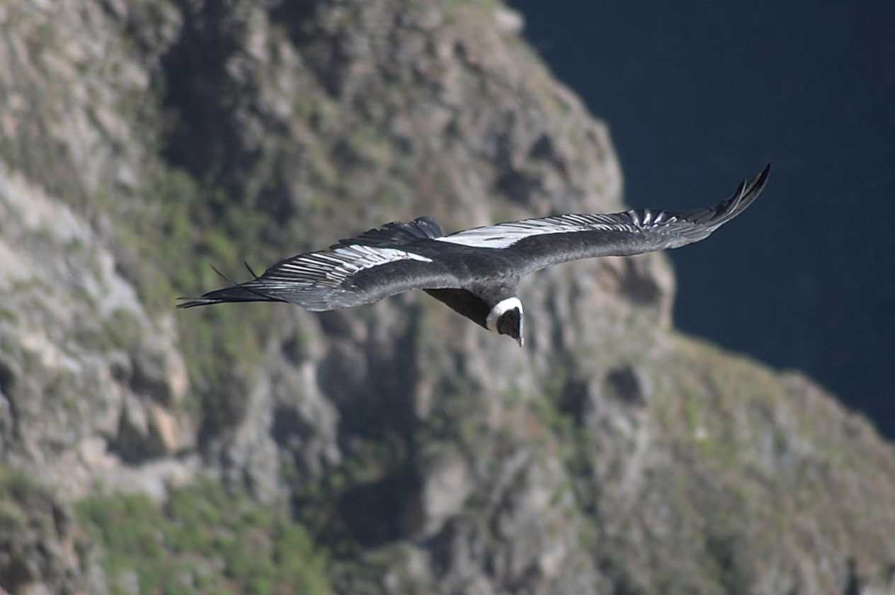 052 110511 Colca Canyon