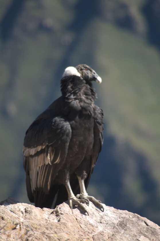 056 110511 Colca Canyon