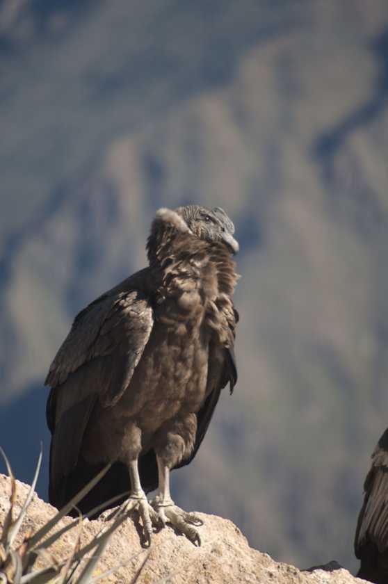 057 110511 Colca Canyon