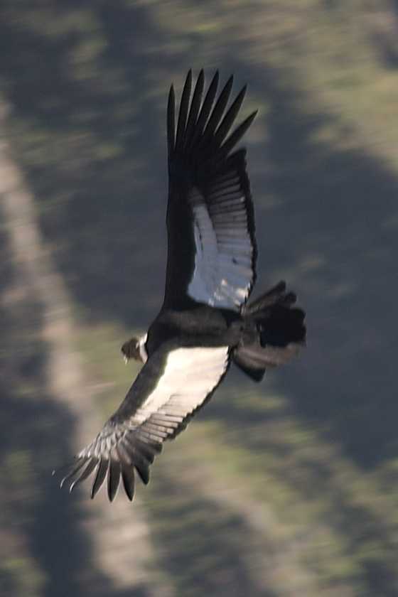 058 110511 Colca Canyon