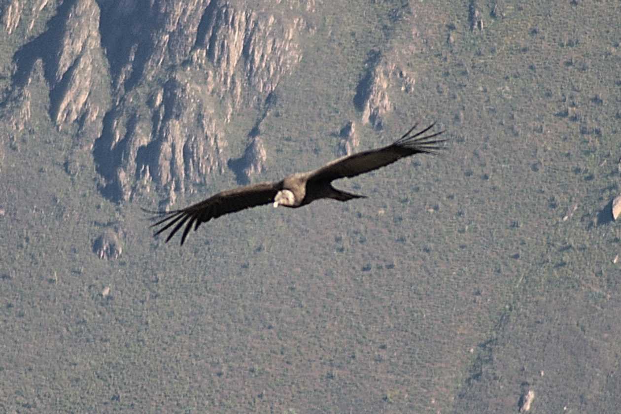 059 110511 Colca Canyon