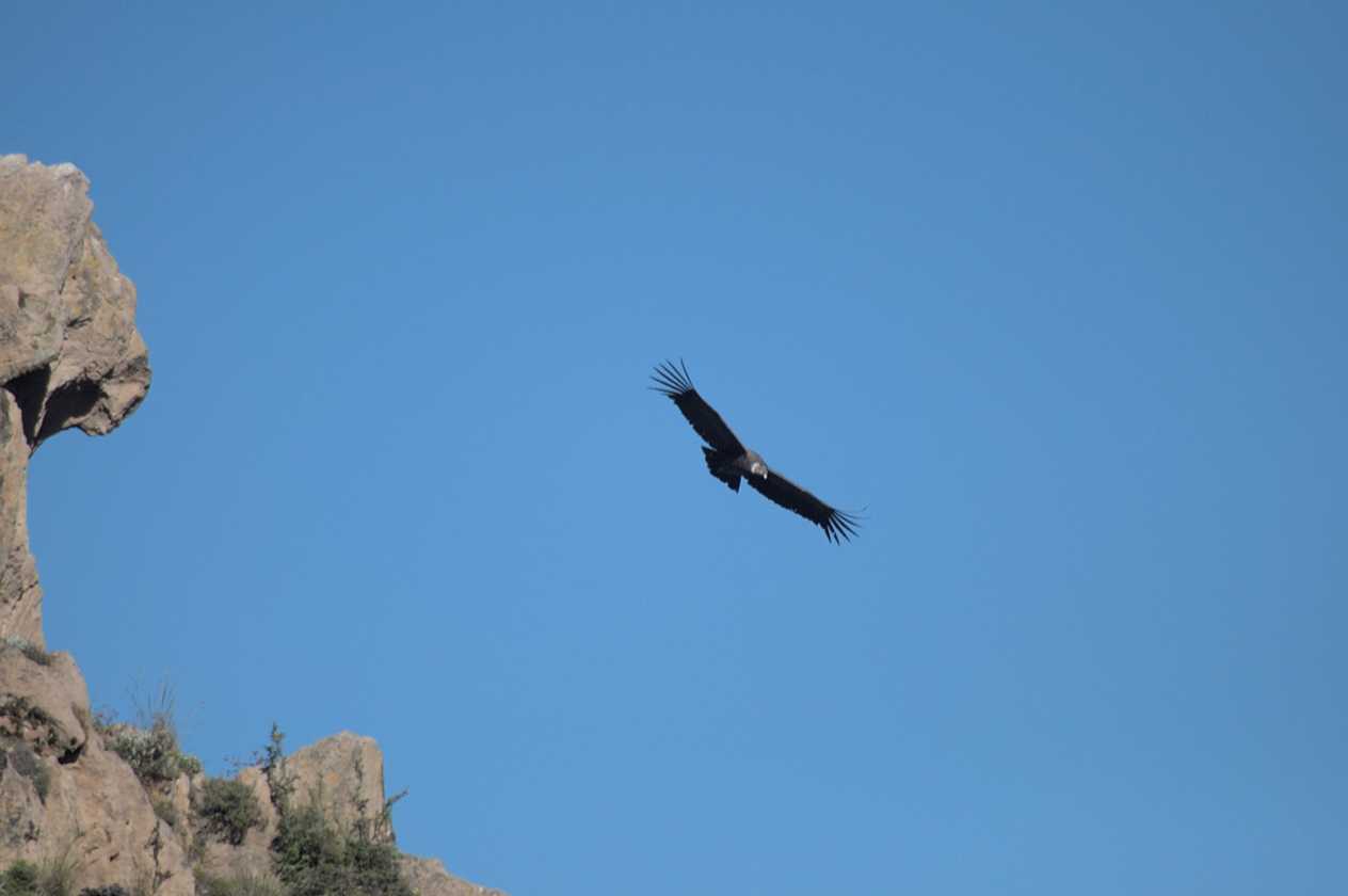 060 110511 Colca Canyon
