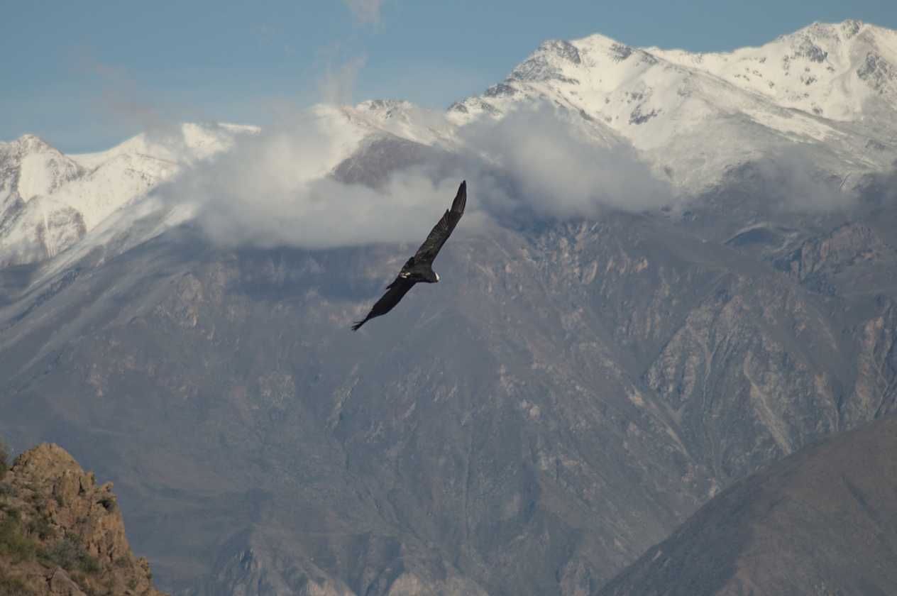 064 110511 Colca Canyon