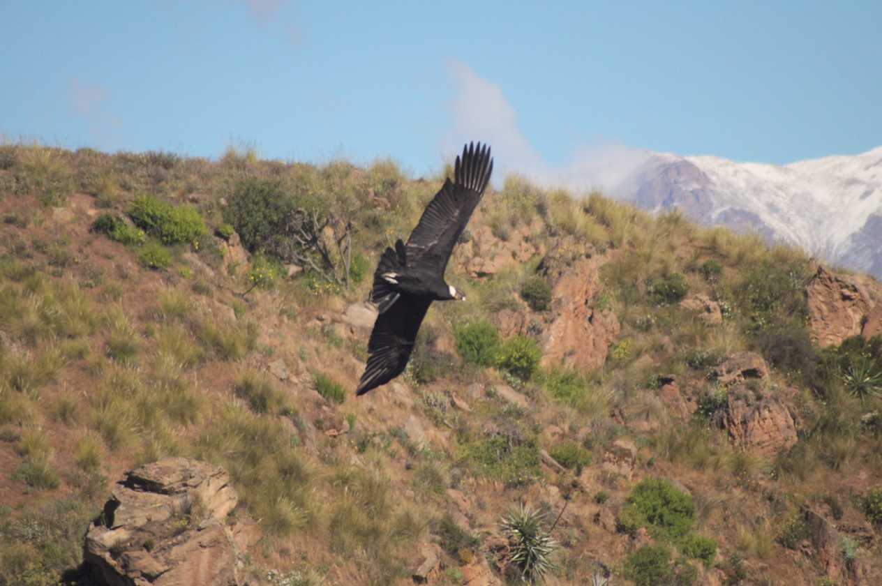 065 110511 Colca Canyon