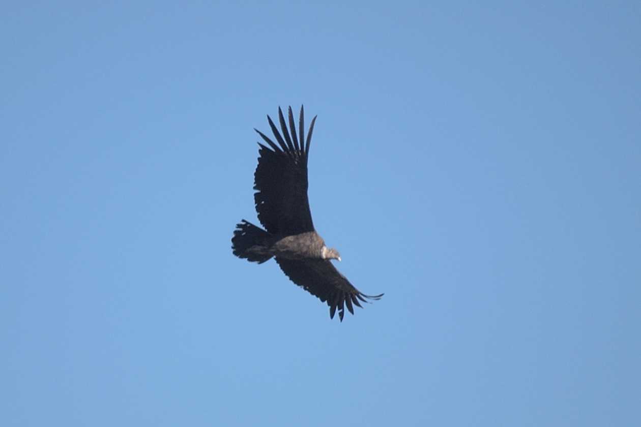 066 110511 Colca Canyon