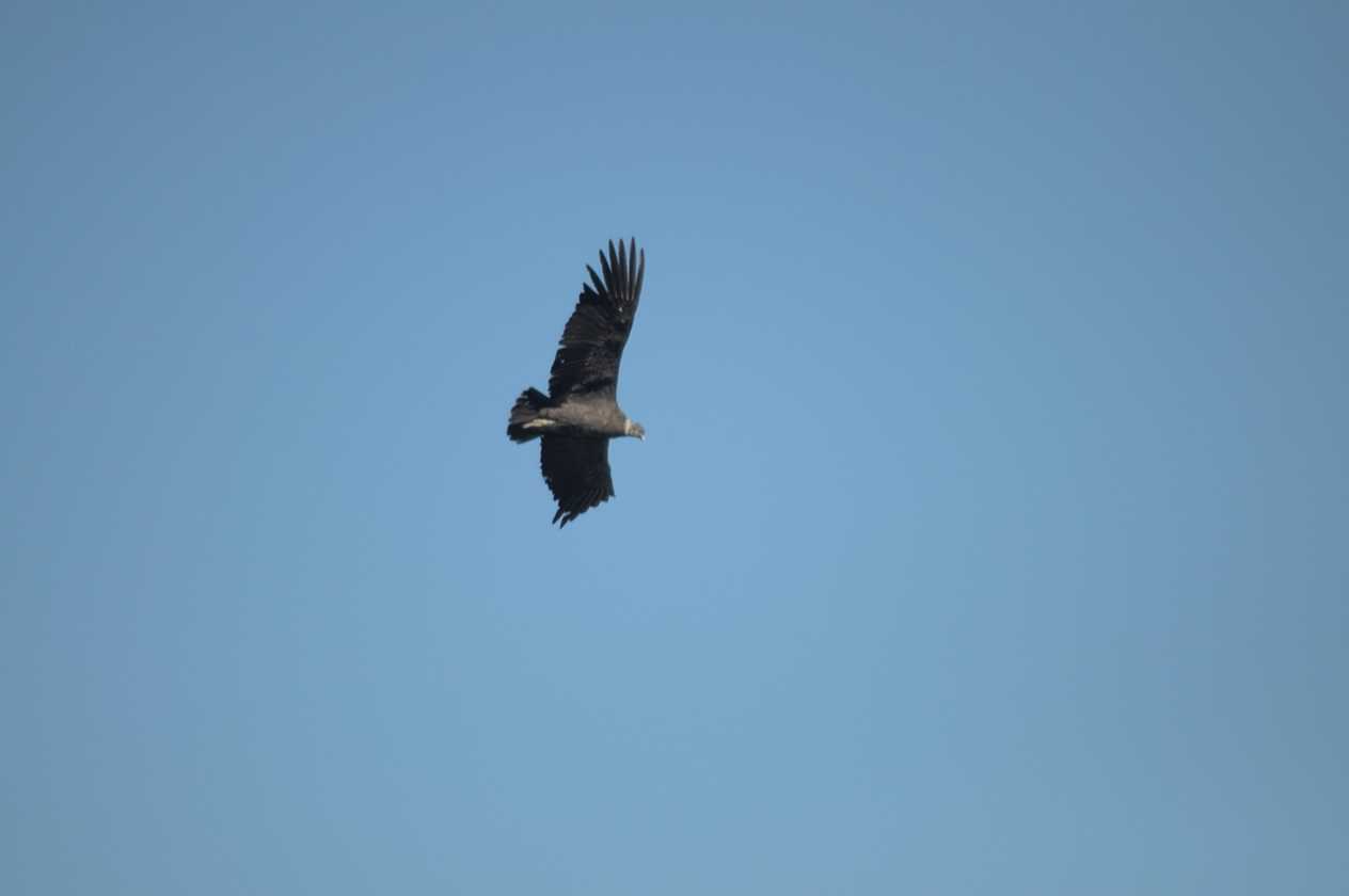 069 110511 Colca Canyon