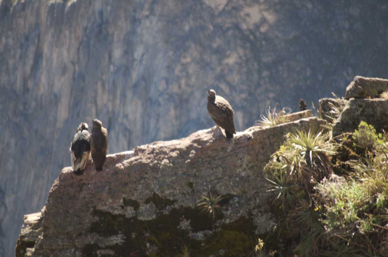 070 110511 Colca Canyon