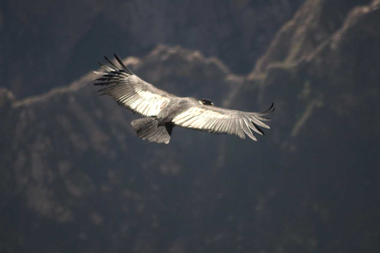 071 110511 Colca Canyon