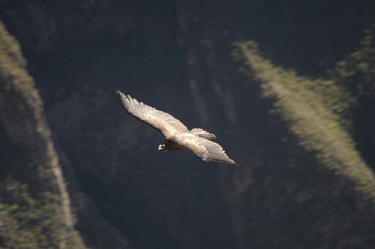 072 110511 Colca Canyon