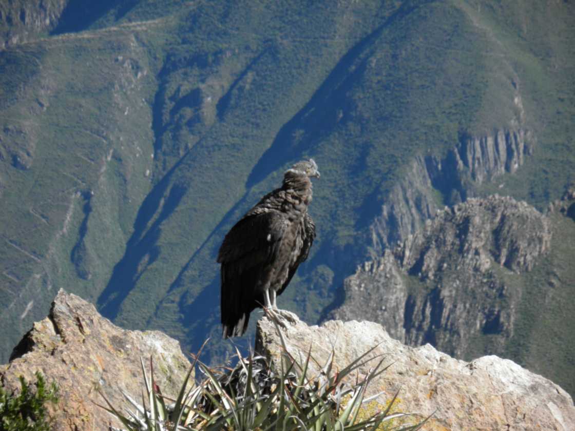 073 110511 Colca Canyon
