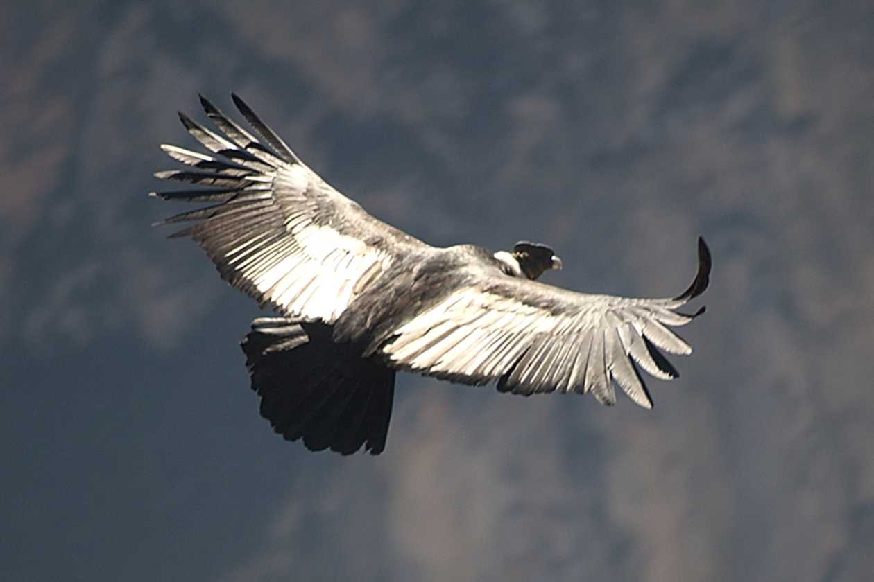 074 110511 Colca Canyon