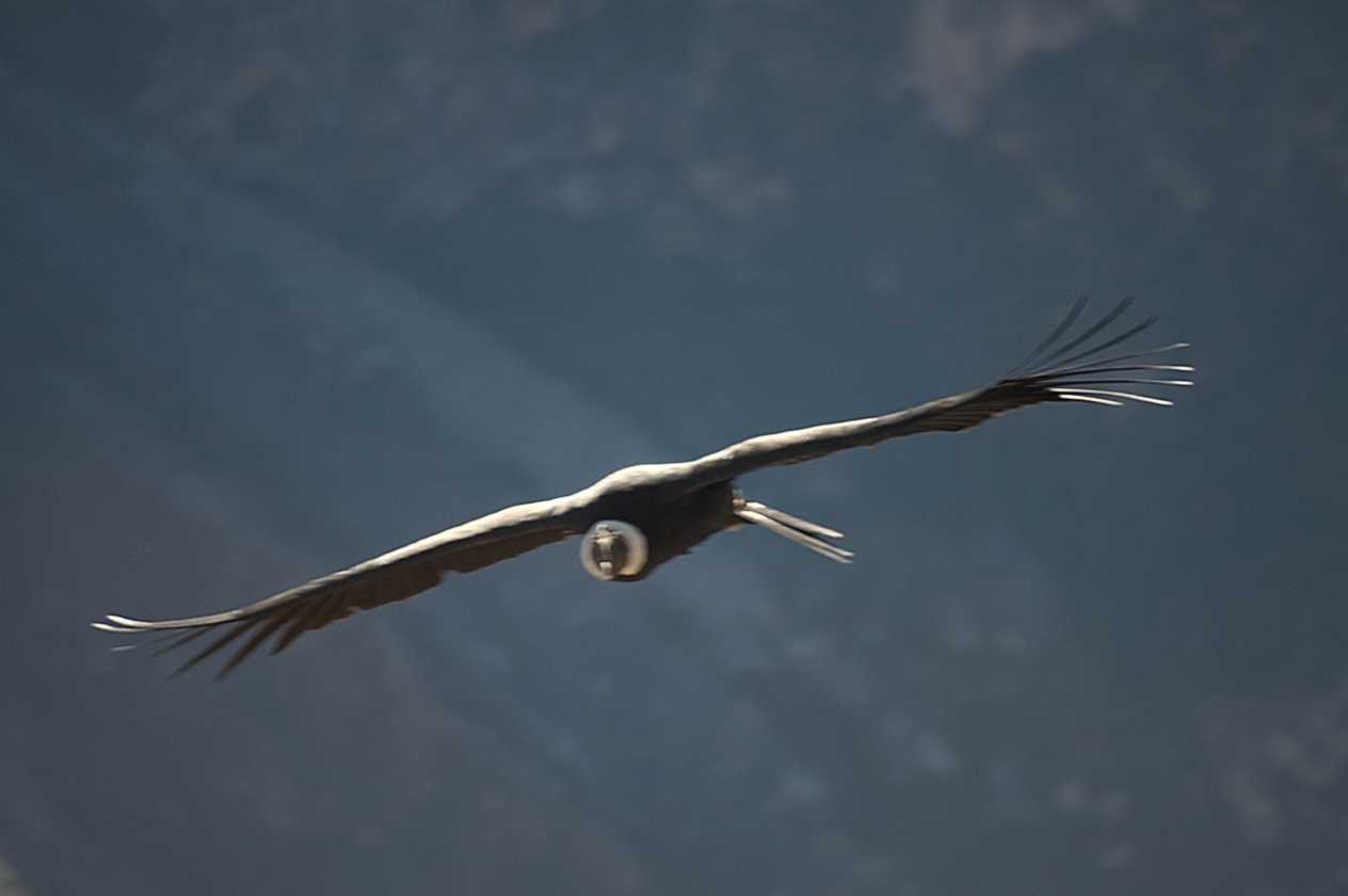 075 110511 Colca Canyon