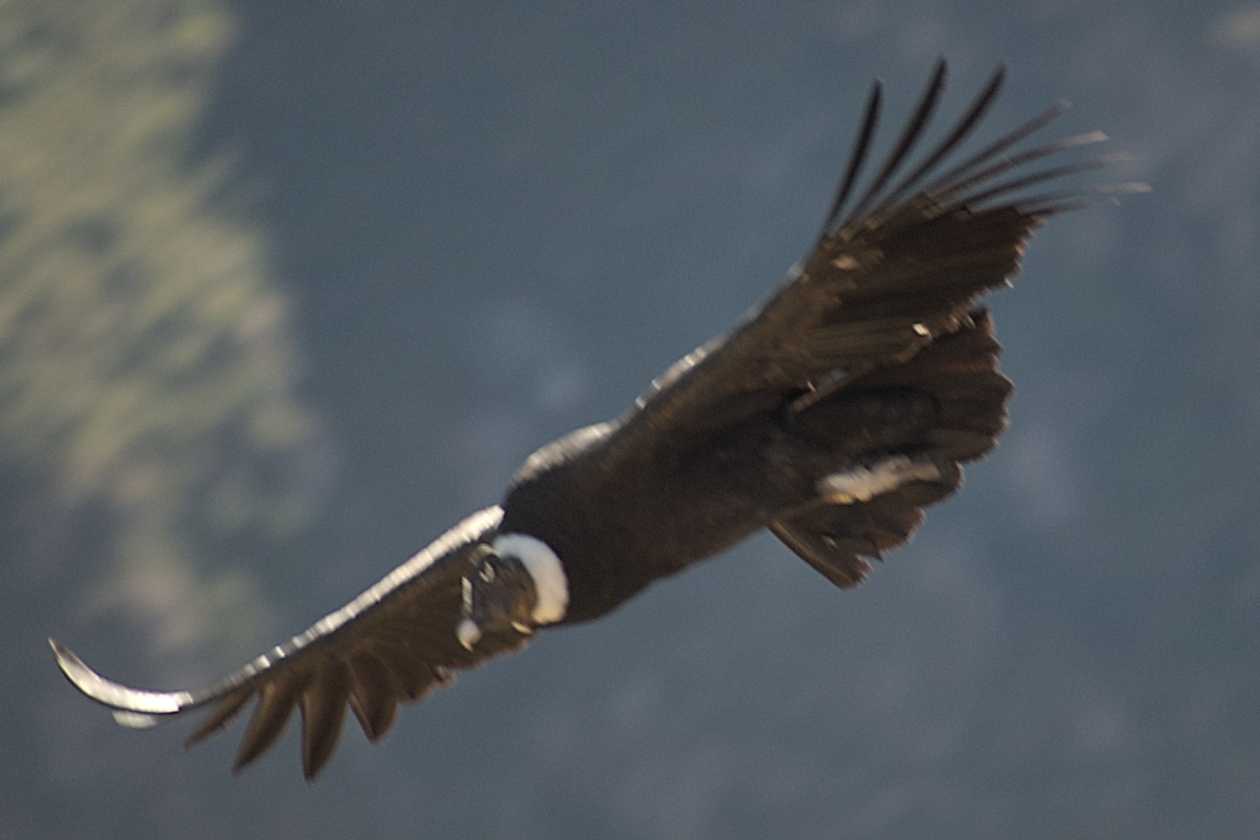 076 110511 Colca Canyon