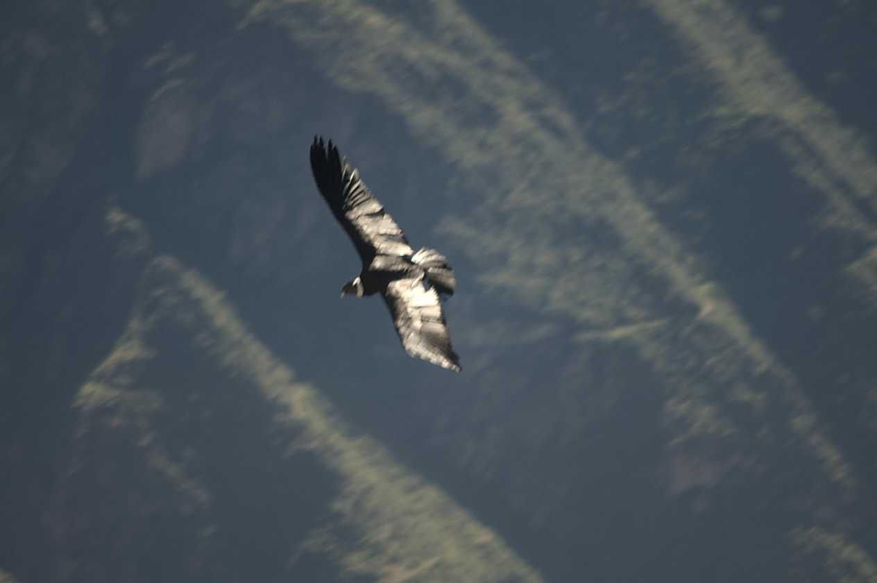 077 110511 Colca Canyon
