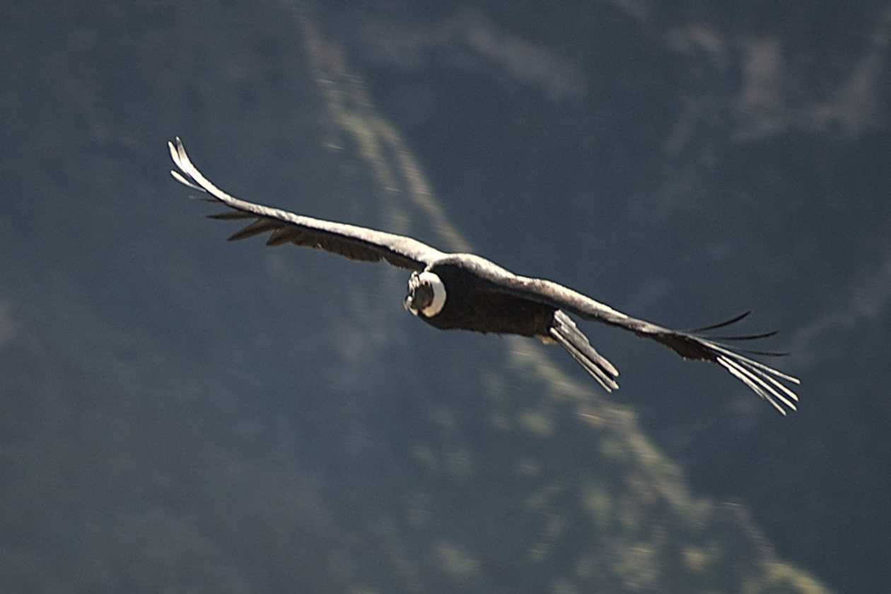 078 110511 Colca Canyon
