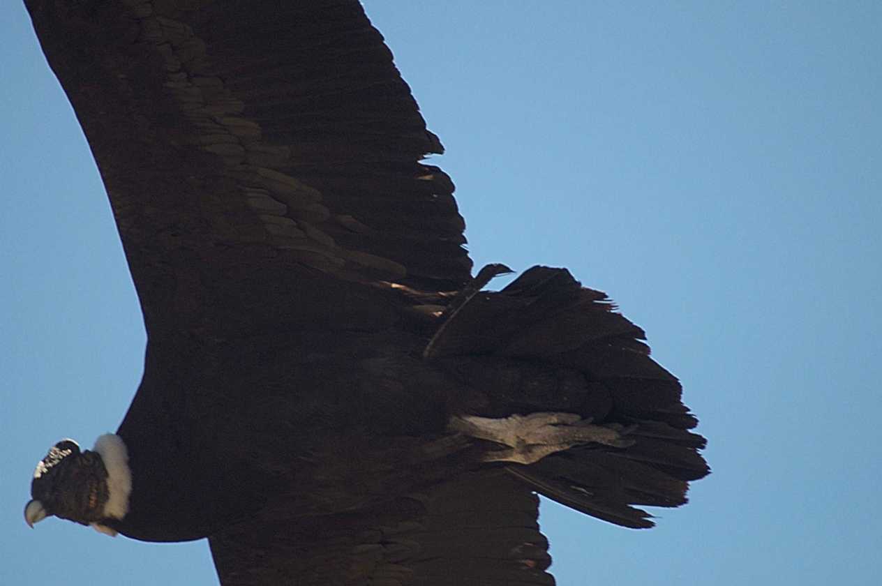 080 110511 Colca Canyon