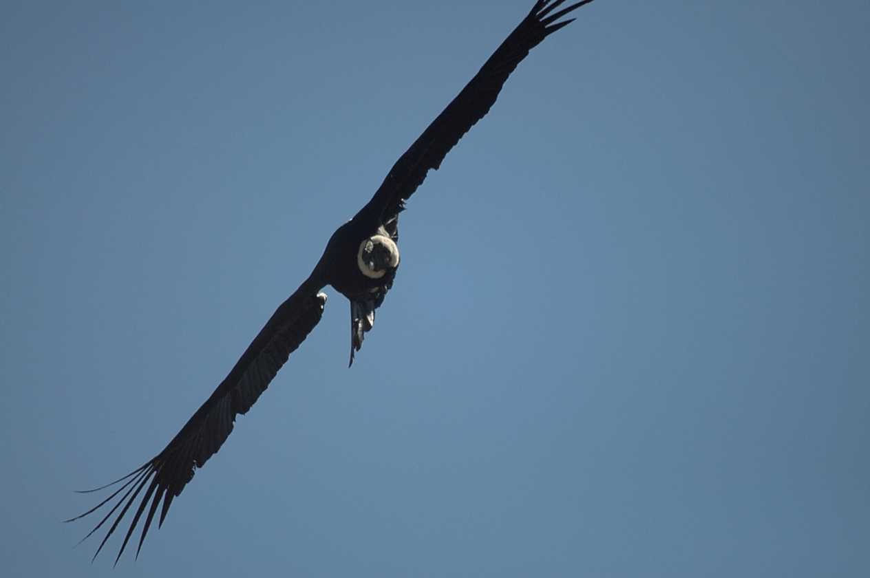 081 110511 Colca Canyon
