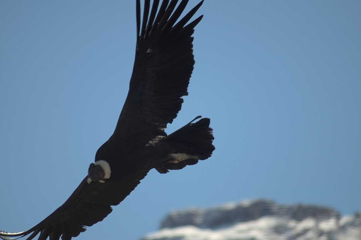 082 110511 Colca Canyon