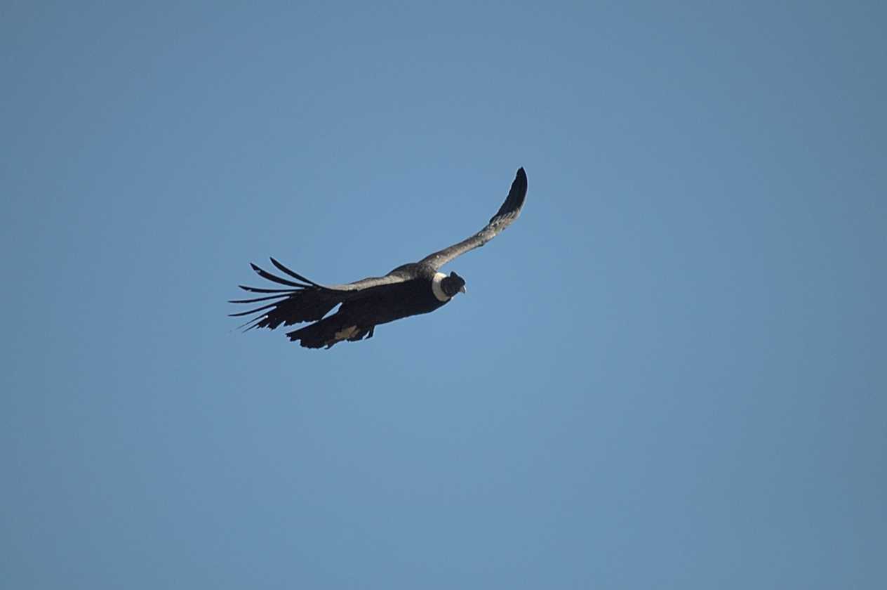 083 110511 Colca Canyon