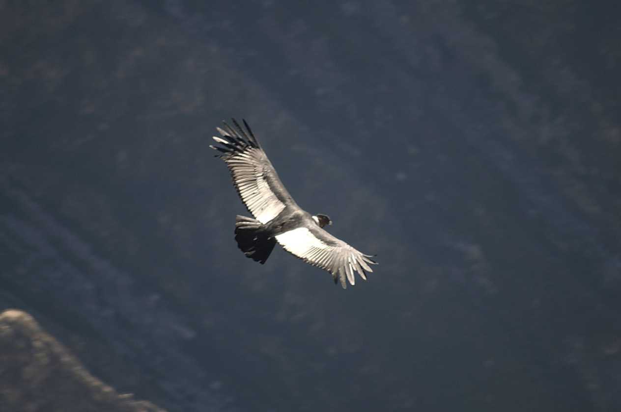 085 110511 Colca Canyon