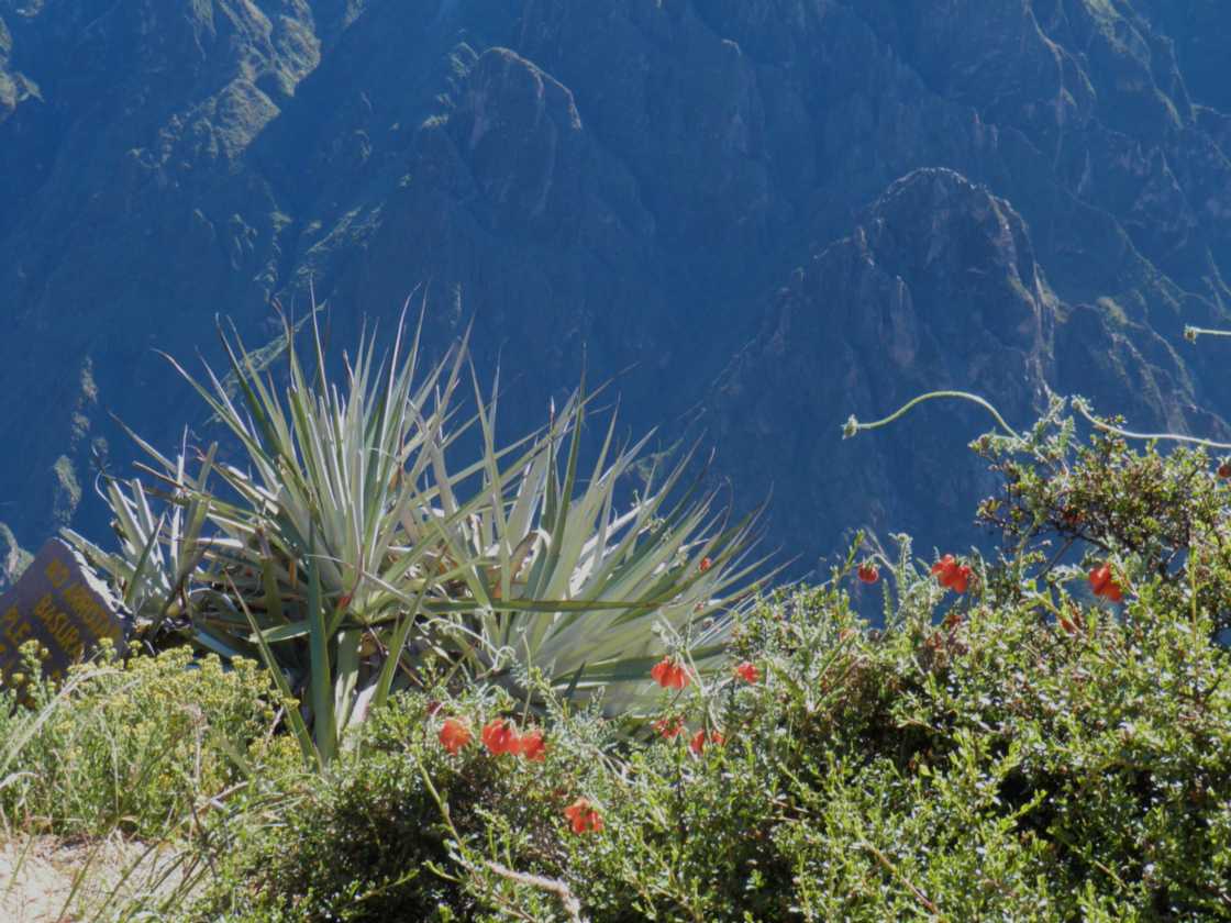 087 110511 Colca Canyon