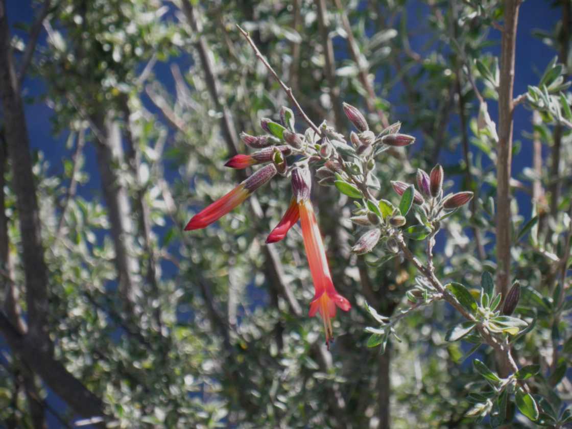 091 110511 Colca Canyon