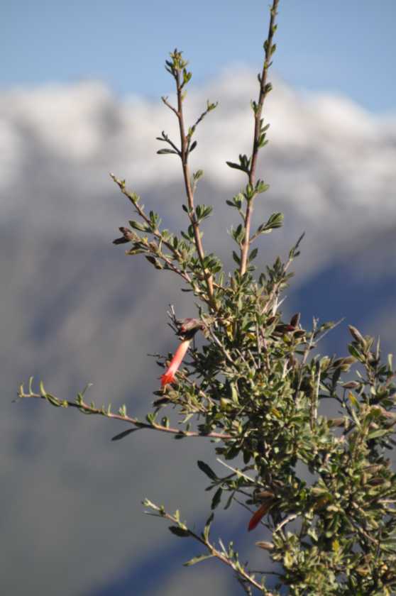 092 110511 Colca Canyon