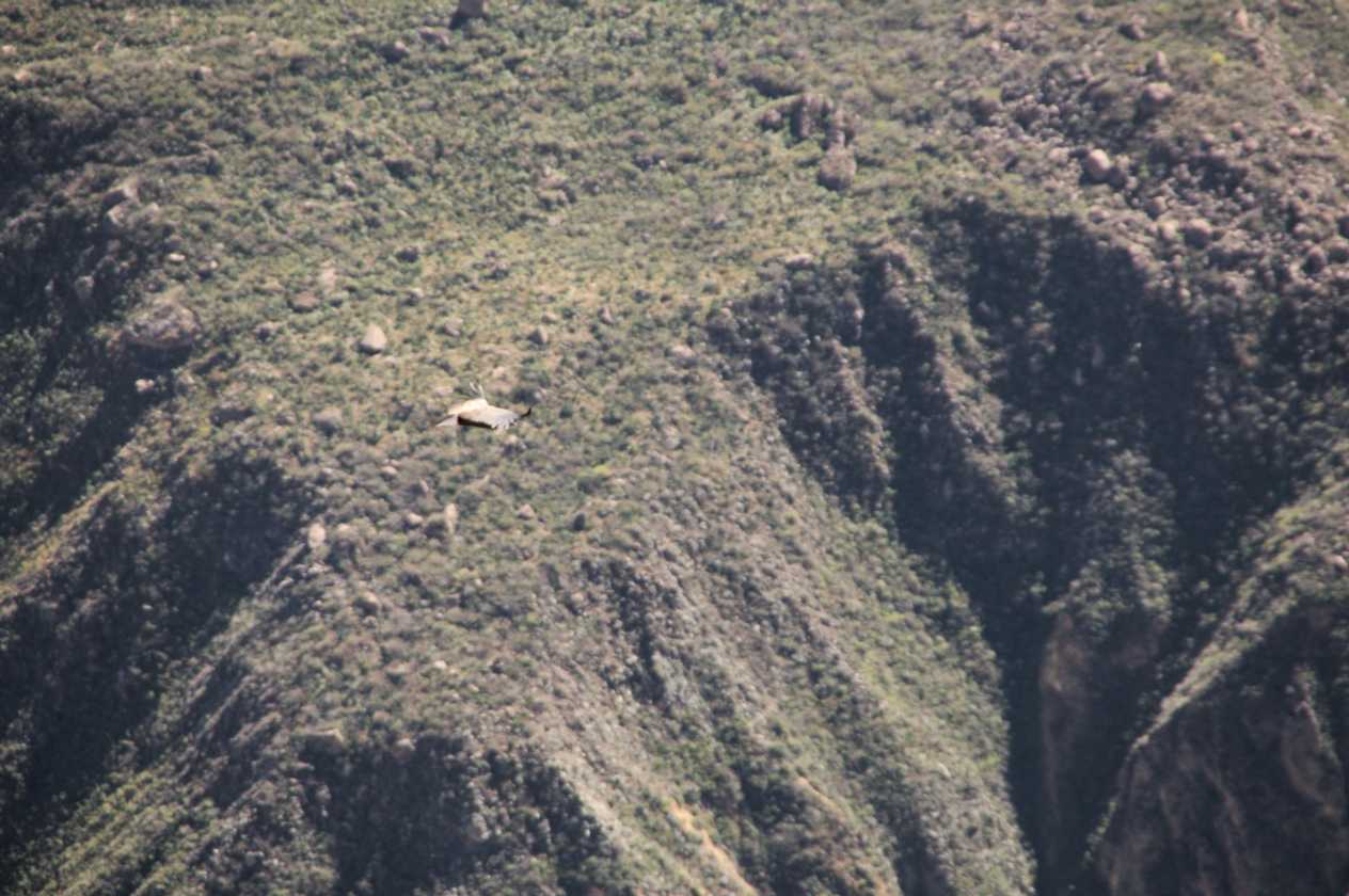 096 110511 Colca Canyon