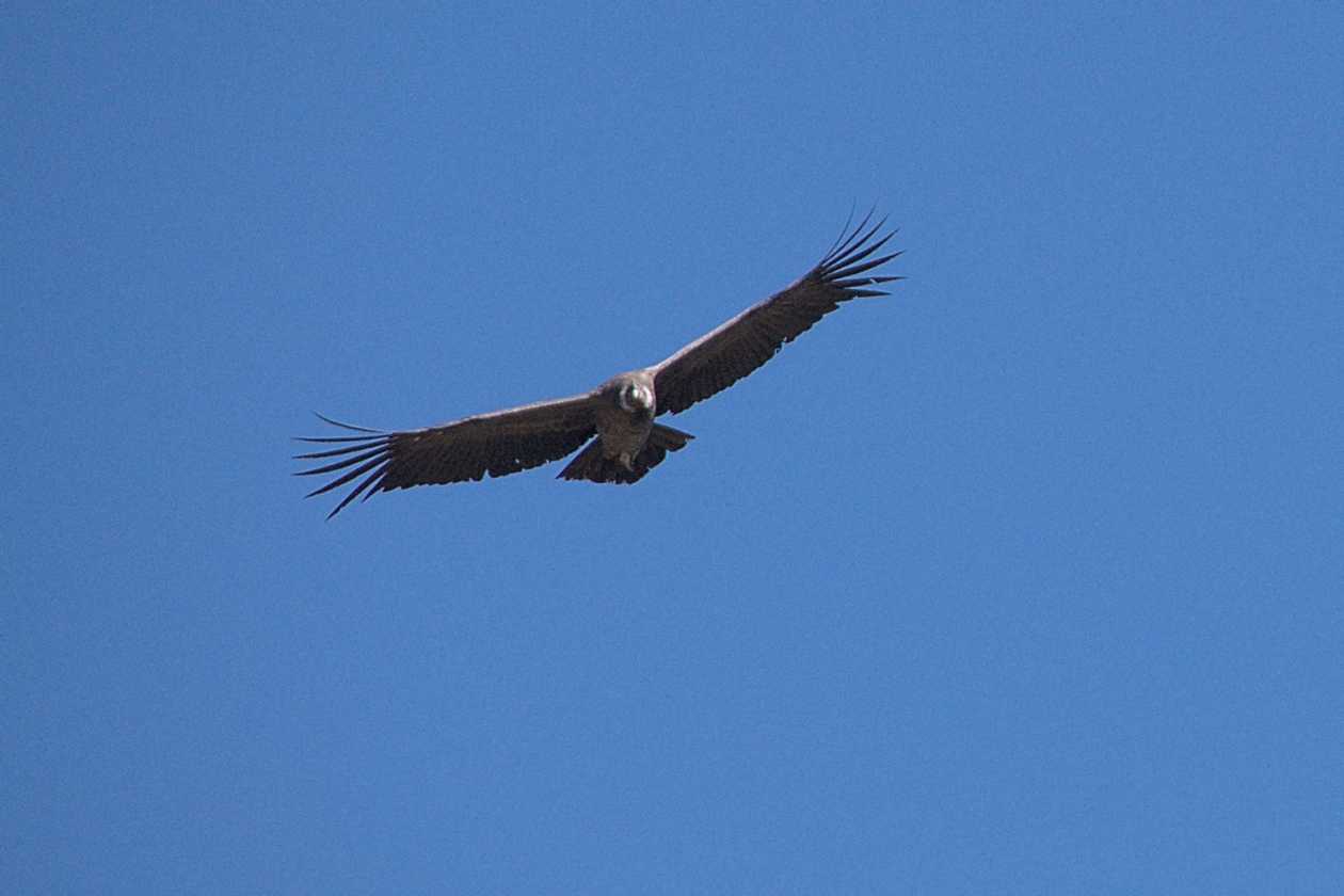 104 110511 Colca Canyon