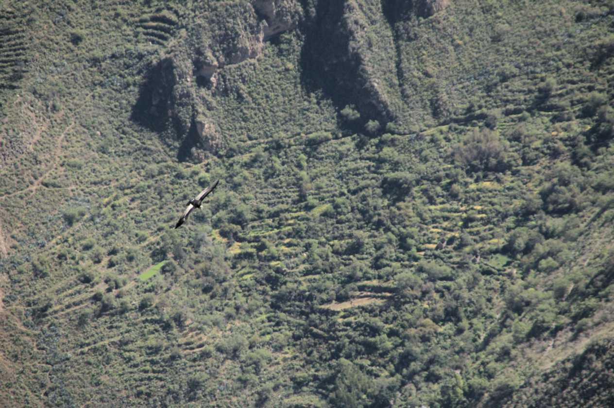 106 110511 Colca Canyon