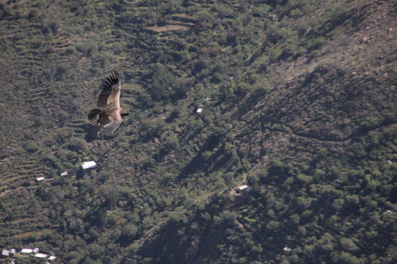 107 110511 Colca Canyon