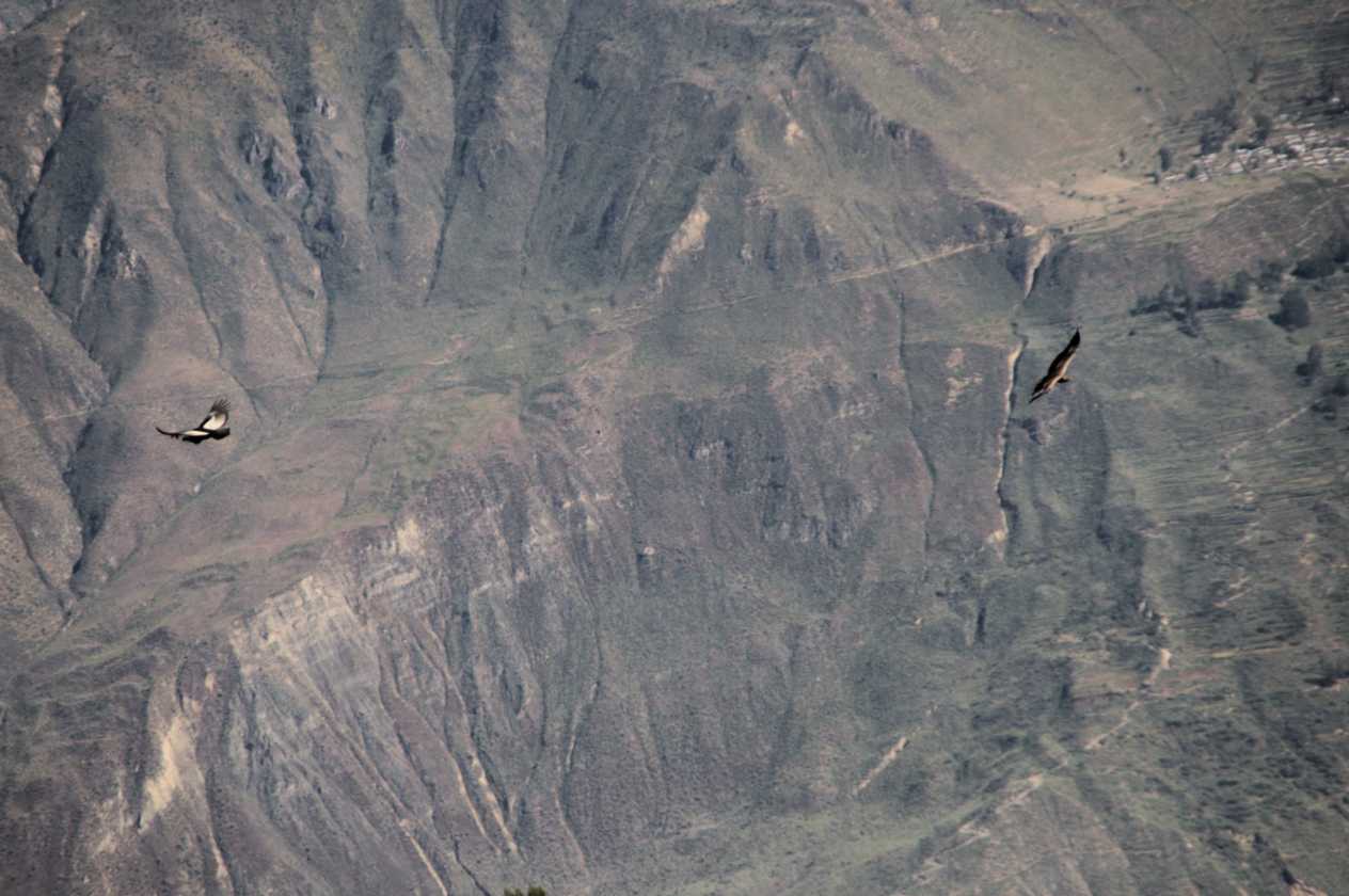 108 110511 Colca Canyon