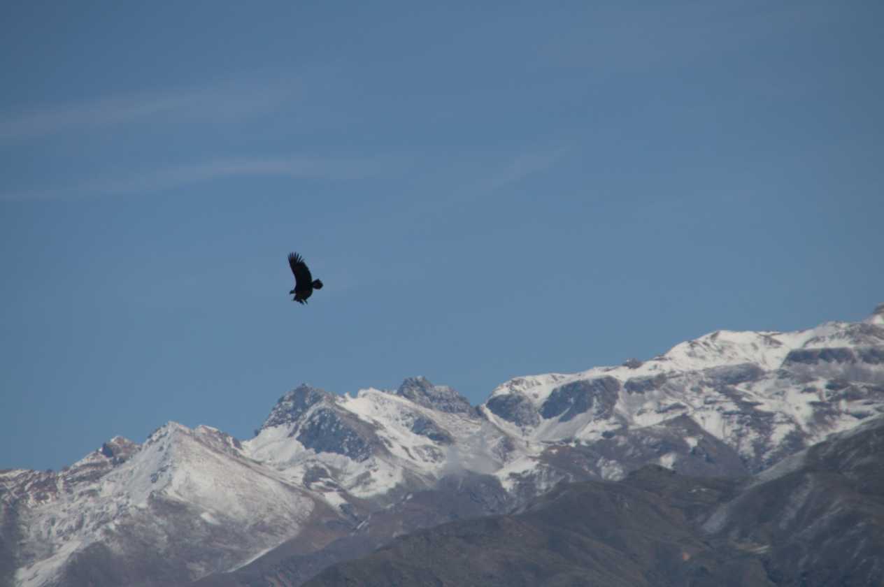 109 110511 Colca Canyon
