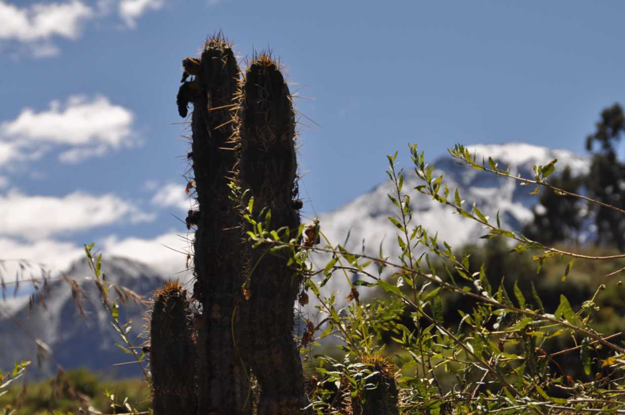 120 110511 Colca Canyon