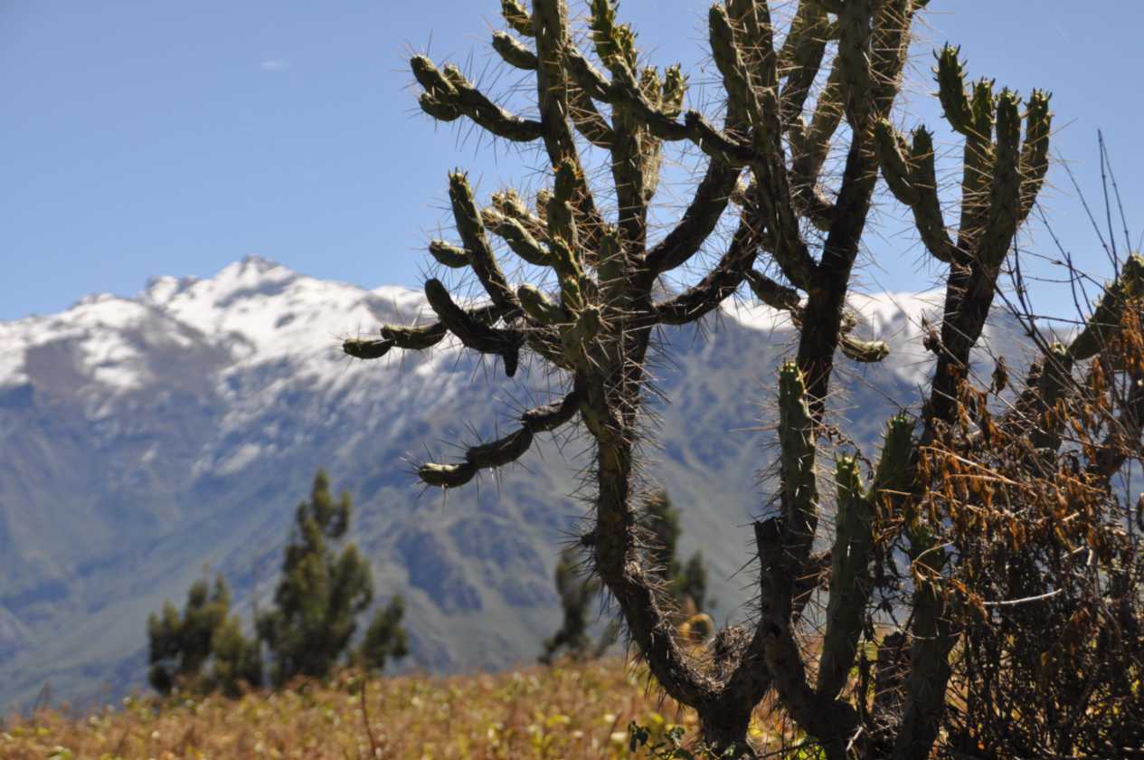 121 110511 Colca Canyon