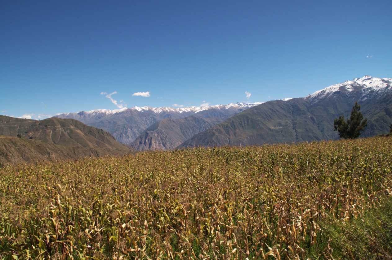 123 110511 Colca Canyon