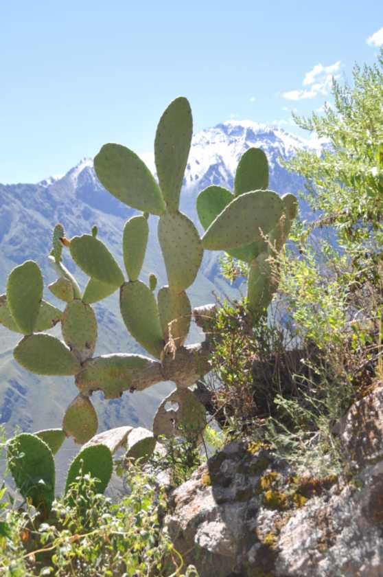 131 110511 Colca Canyon