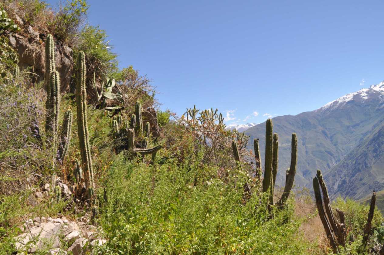 132 110511 Colca Canyon