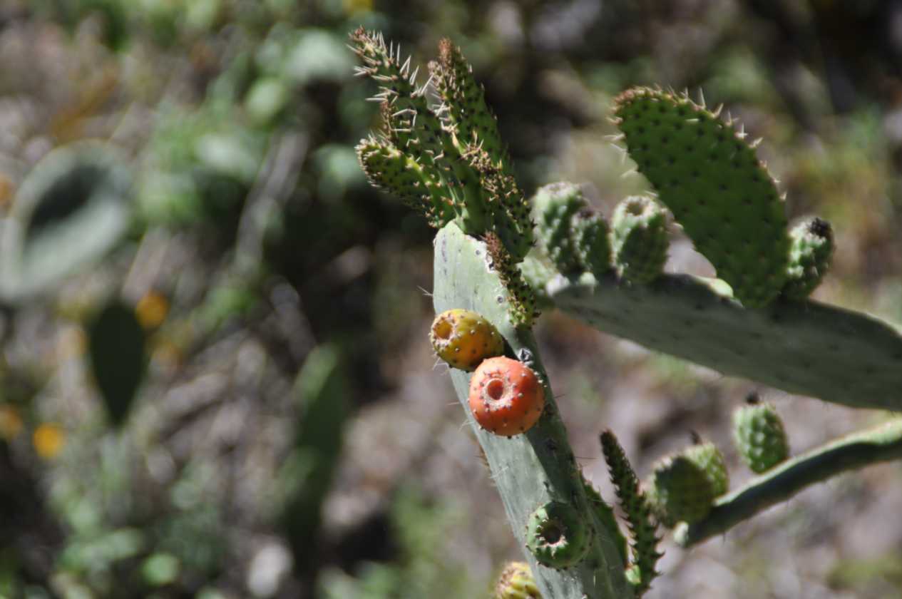 136 110511 Colca Canyon