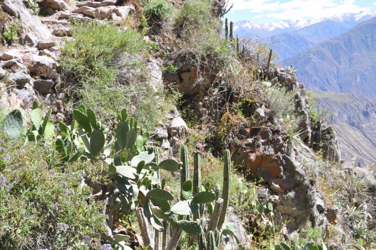 137 110511 Colca Canyon