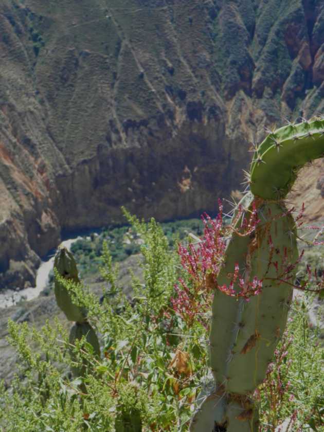 139 110511 Colca Canyon