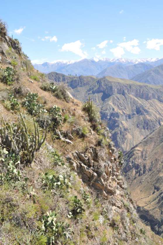 142 110511 Colca Canyon
