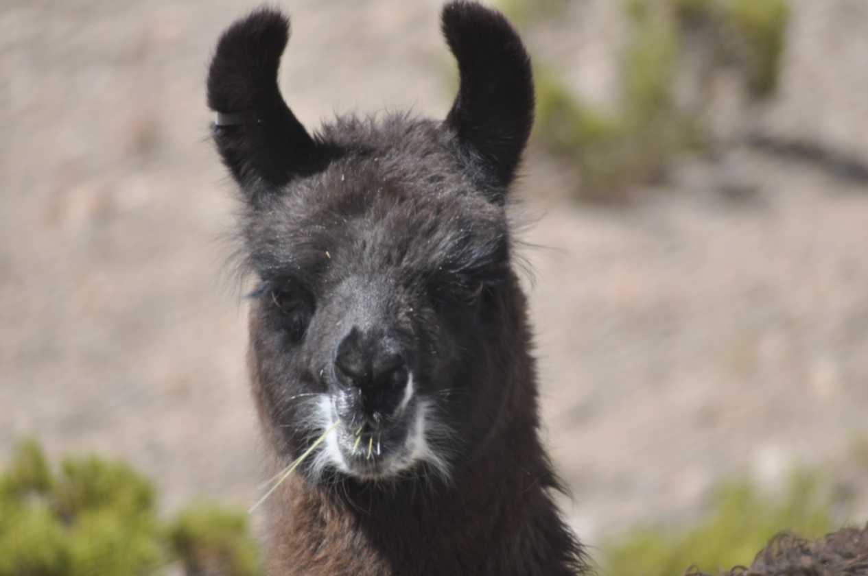 042 110512 Colca-Puno