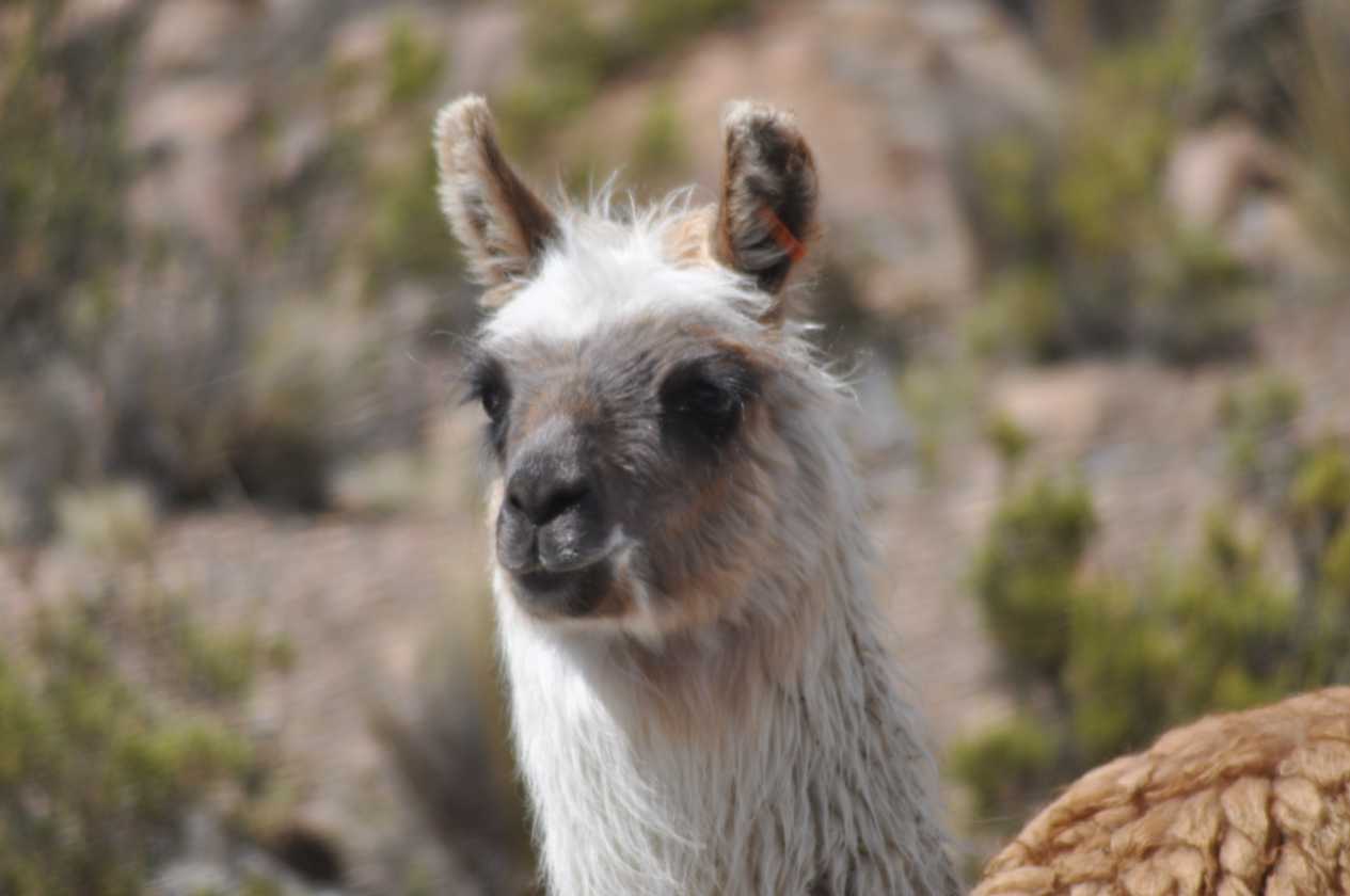 043 110512 Colca-Puno