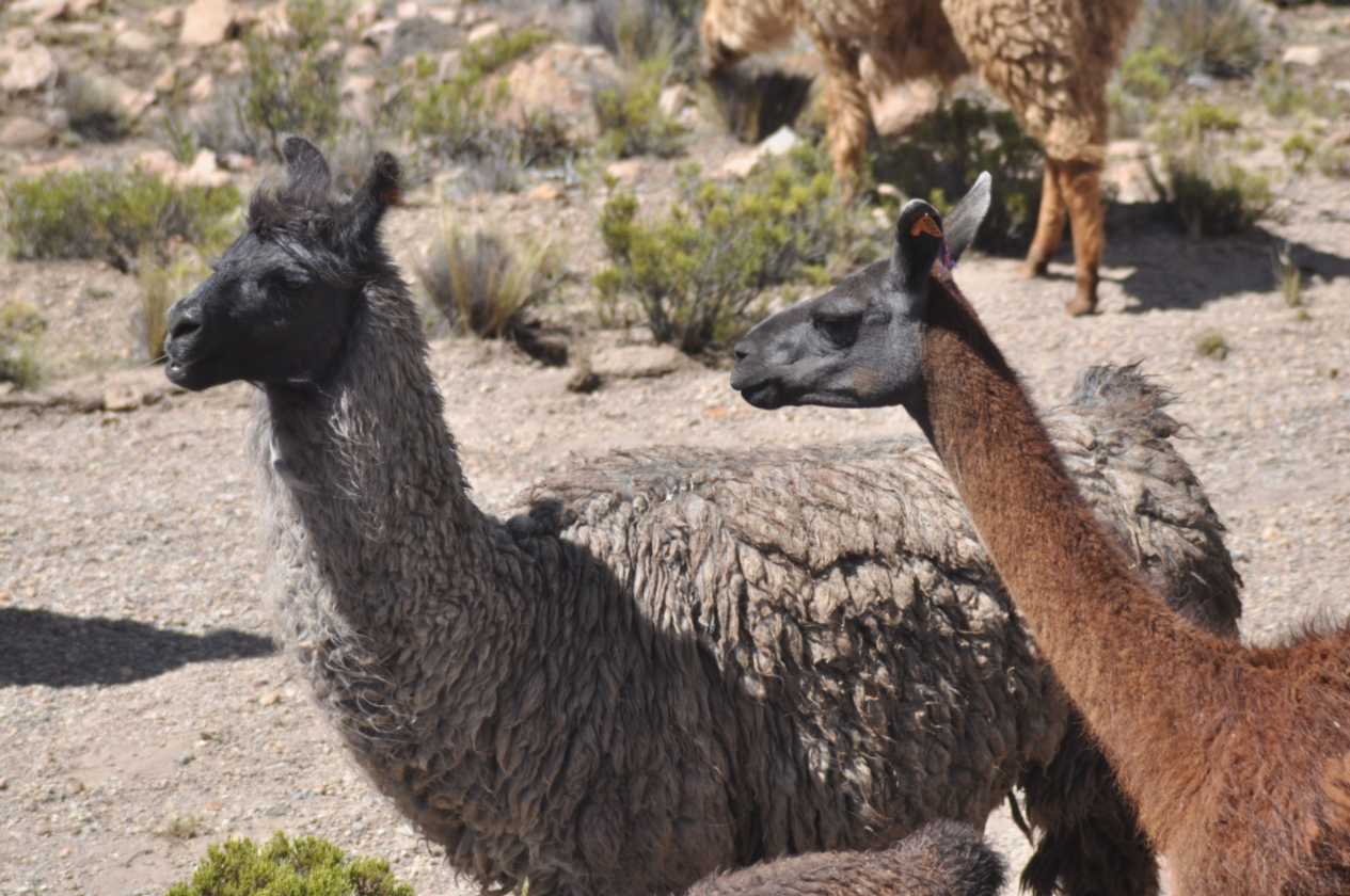 044 110512 Colca-Puno