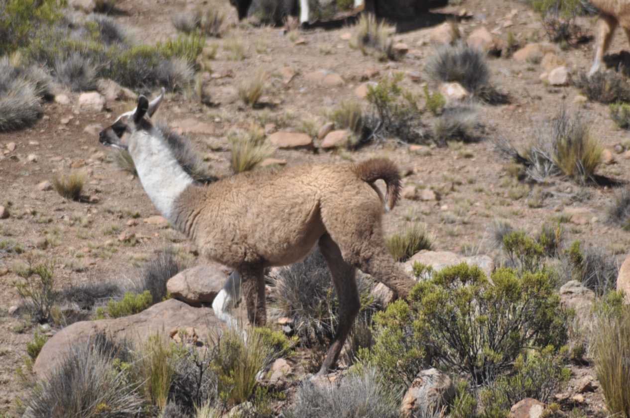 045 110512 Colca-Puno