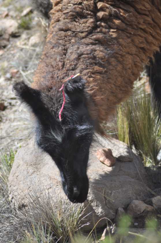046 110512 Colca-Puno