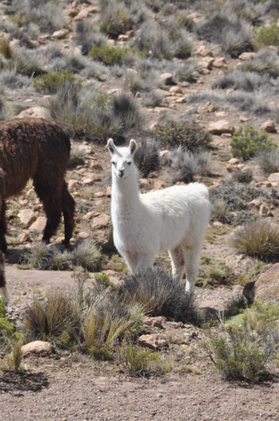 047 110512 Colca-Puno