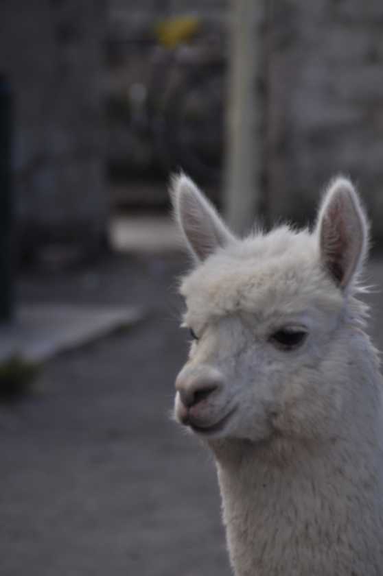 052 110512 Colca-Puno
