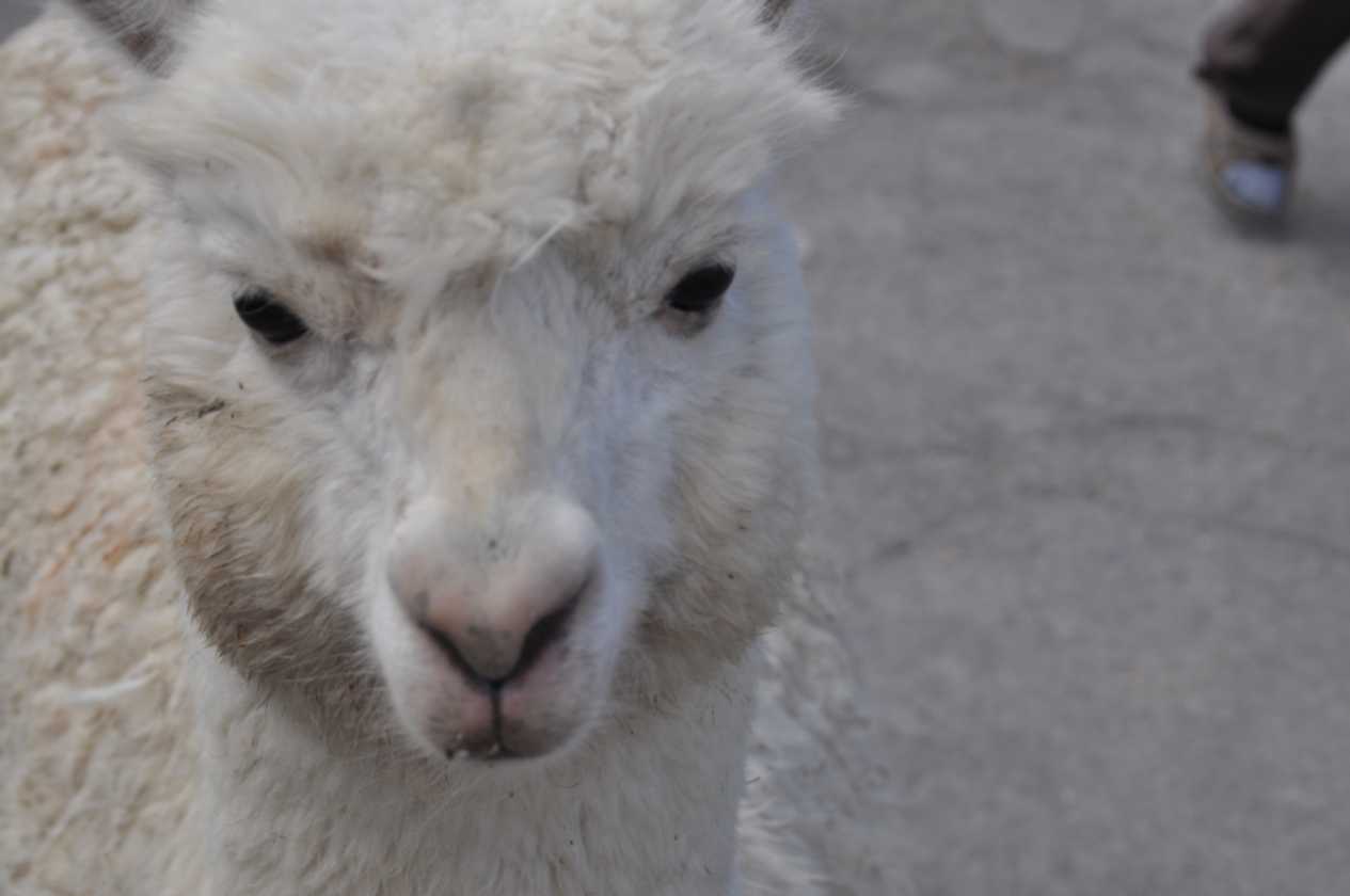 053 110512 Colca-Puno